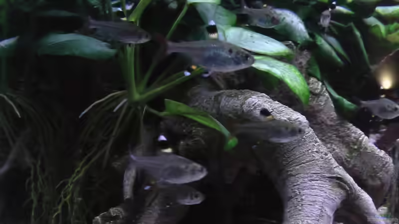 Sternflecken Salmler von Trooper (8)