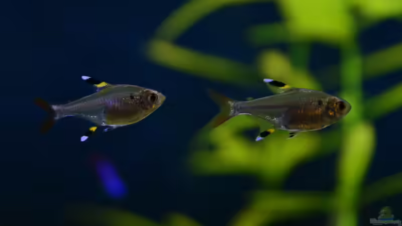 Sternfleckensalmler, Pristella maxillaris von bigbeef (22)