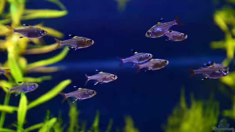 Sternfleckensalmler, Pristella maxillaris von bigbeef (24)