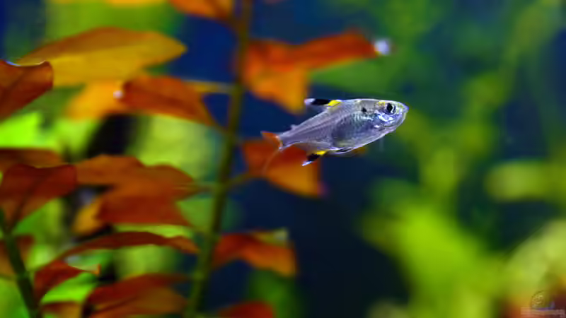 Sternfleckensalmler, Pristella maxillaris von bigbeef (25)