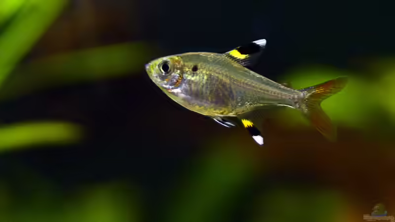 Sternfleckensalmler, Pristella maxillaris von bigbeef (26)