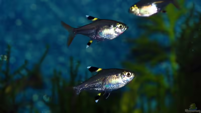 Sternfleckensalmler von bigbeef (27)