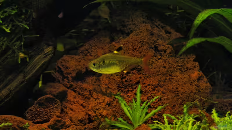 Sternfleckensalmler von schluenkes (15)