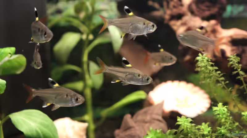 Sternflecksalmer von Marc Leu (38)