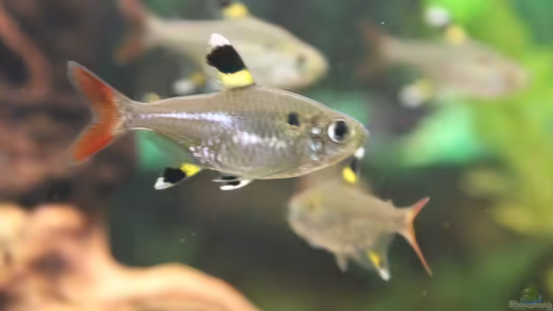 Sternflecksalmer von Marc Leu (8)