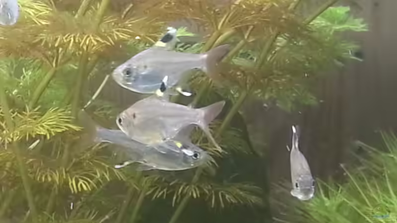 Sternflecksalmler 16.05.2015 von Jonas (Trancemania) (29)