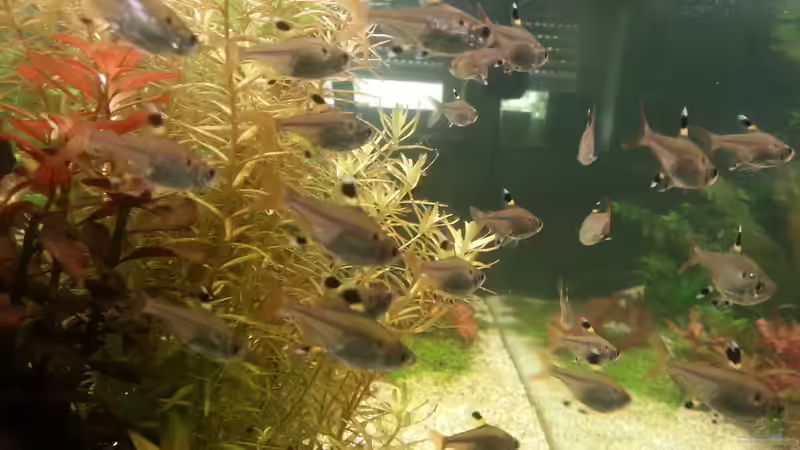 Aquarien mit Pristella maxillaris (Sternflecksalmler)