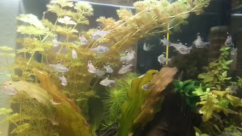 Aquarien mit Pristella maxillaris (Sternflecksalmler)