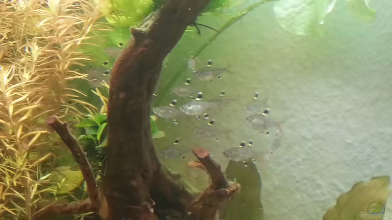 Aquarien mit Pristella maxillaris (Sternflecksalmler)
