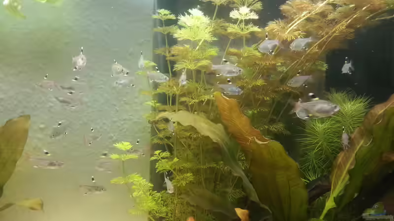 Aquarien mit Pristella maxillaris (Sternflecksalmler)