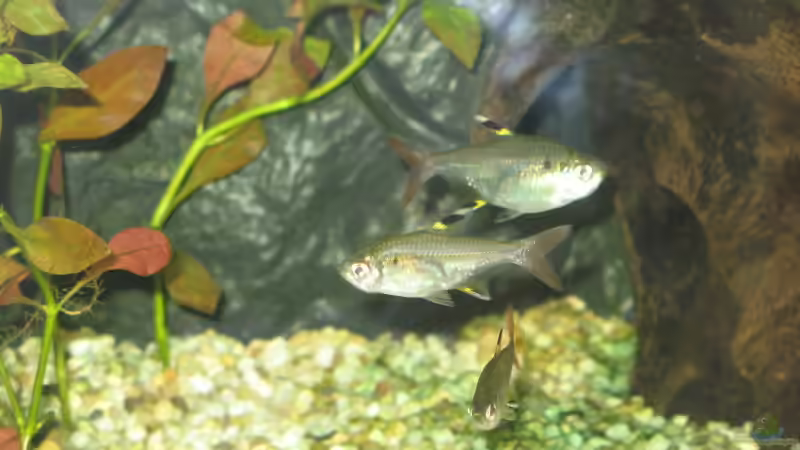 Aquarien mit Pristella maxillaris (Sternflecksalmler)