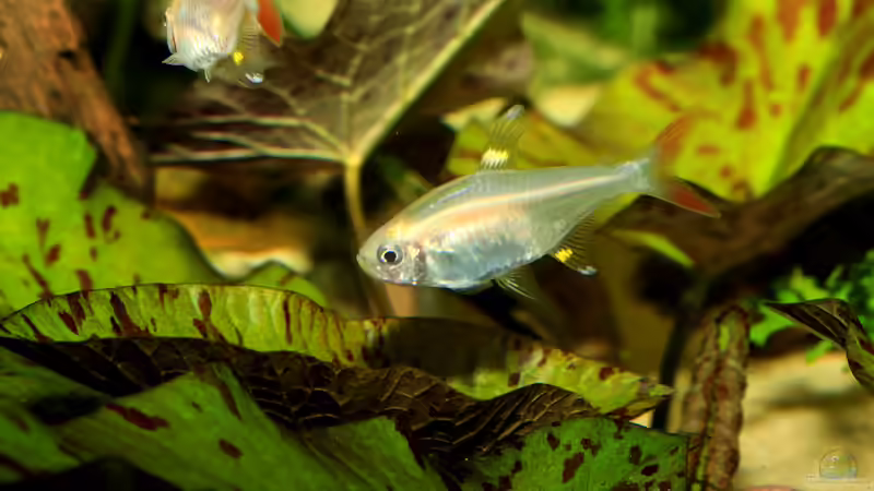 Sternflecksalmler (Pristella maxillaris) von Justin Xiang (5)