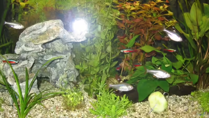 Aquarien mit Pristella maxillaris (Sternflecksalmler)