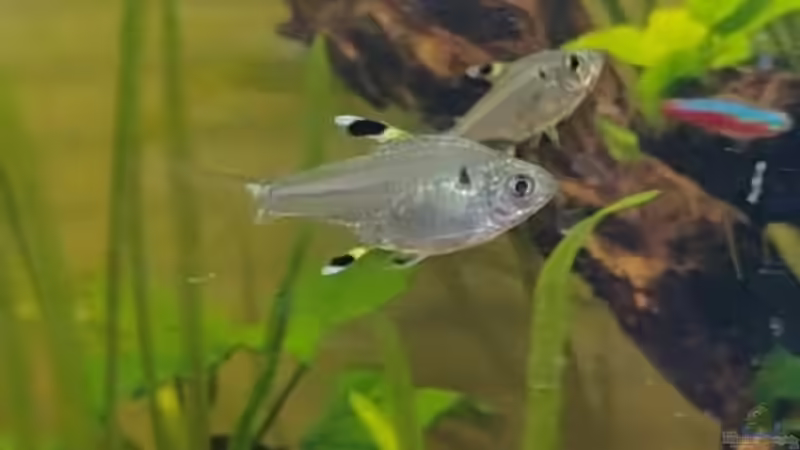 Sternflecksalmler von Garnelenonkel (13)