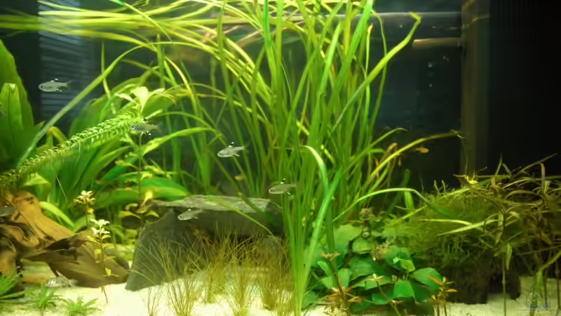 Sternflecksalmler von Johannes B. (12)