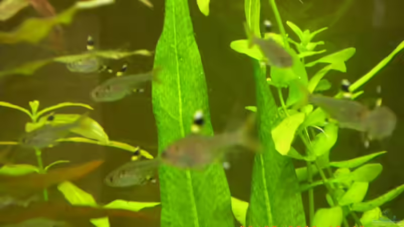 Sternflecksalmler von Manuel Well (13)