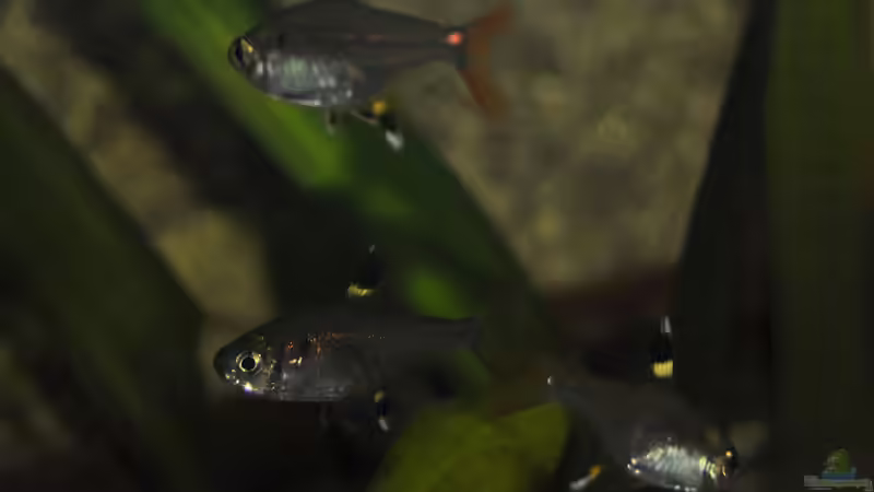 Sternflecksalmler von Patrick Scheffer (30)