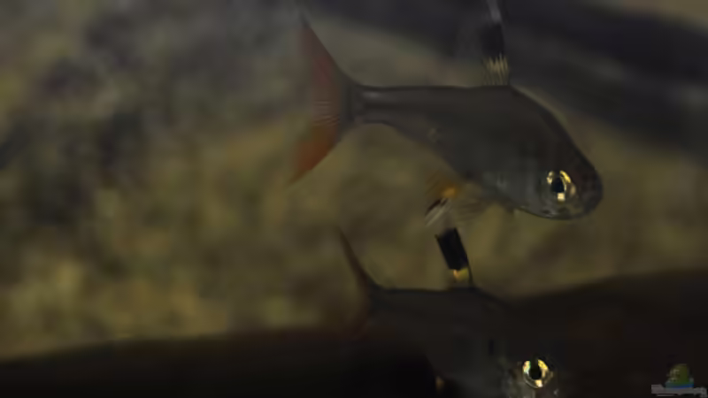 Sternflecksalmler von Patrick Scheffer (31)