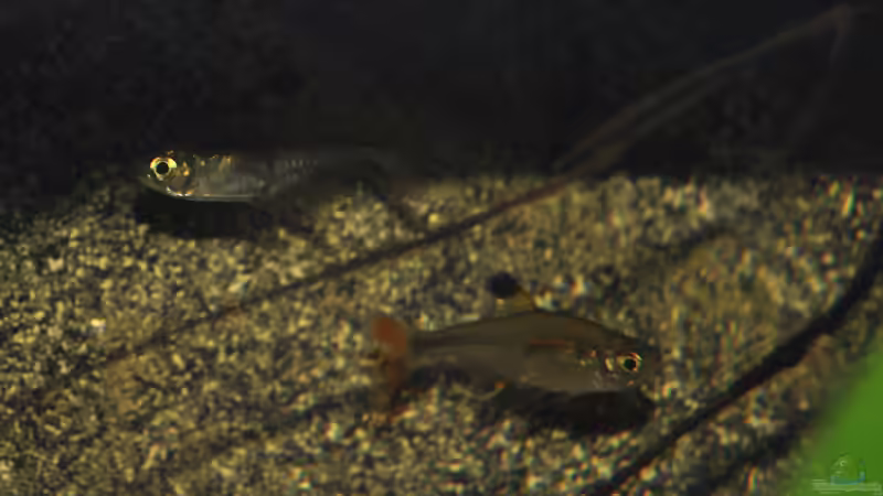 Sternflecksalmler von Patrick Scheffer (32)