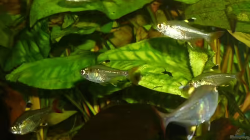 Sternflecksalmler von Tobias H. (15)