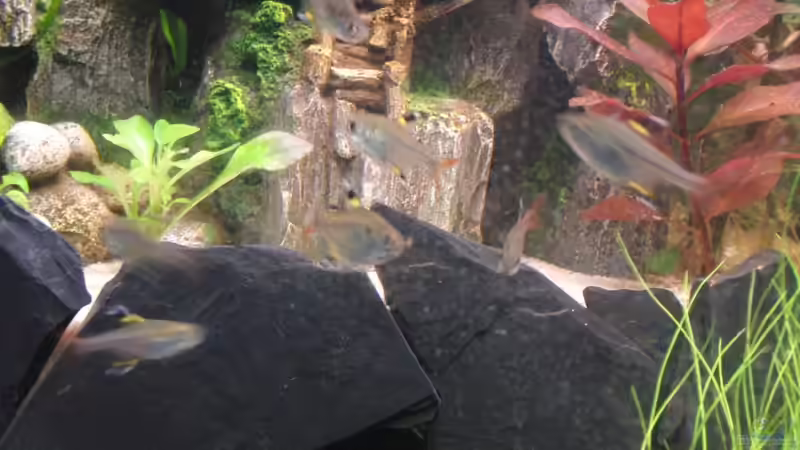 Sternflecksalmler von wonderfullworld (5)