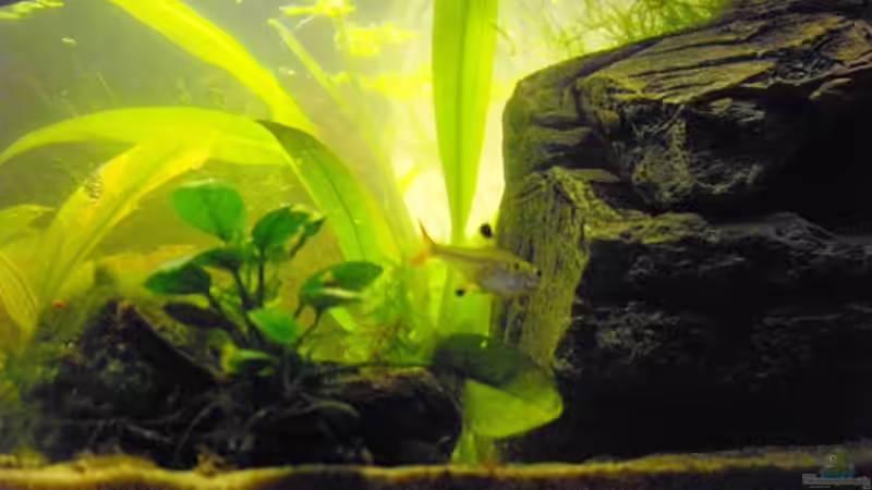 Sternflecksalmler von Yvonne Storms (9)