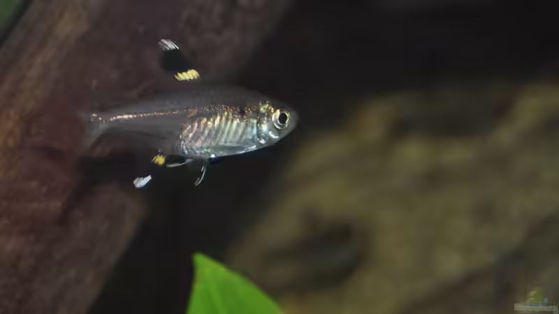 Aquarien mit Pristella maxillaris (Sternflecksalmler)