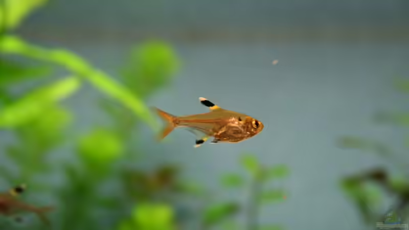 Sternflecksamler von Tom G. (14)