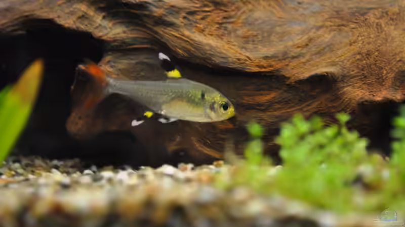 Sterni von Salmlerdream (31)