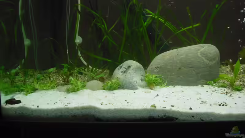 Sternkraut von Fireman (11)