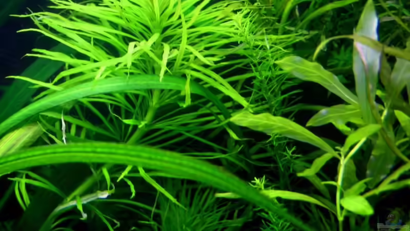 Sternpflanze Pogostemon (Eusteralis stellata) von @mazonas (18)