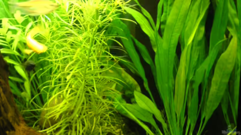 Sternrotalla & Echinodours verdecken den Filter von Frank Kolesza (5)