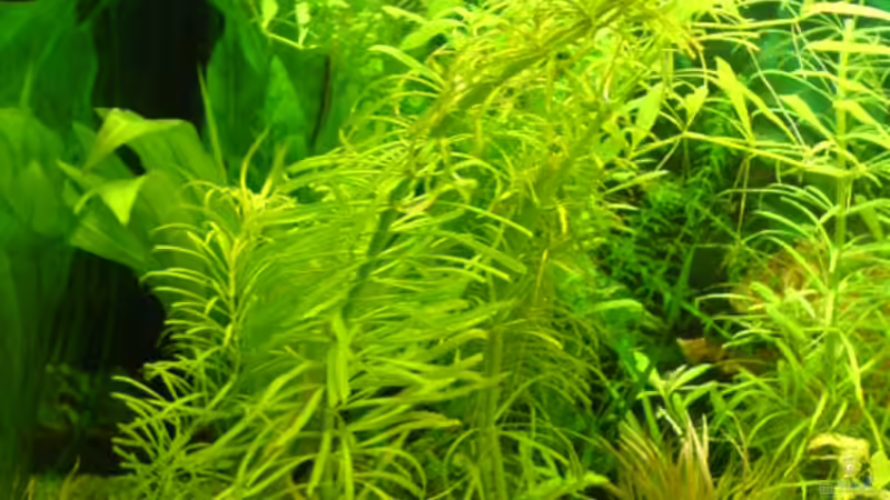 Sternrotalla von Frank Kolesza (4)