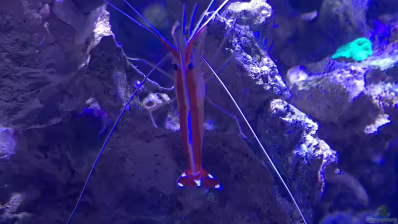 ??sterreichergarnele von Thomas S-H (16)