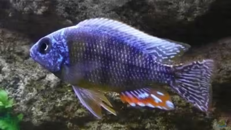 steveni von blume007 (8)