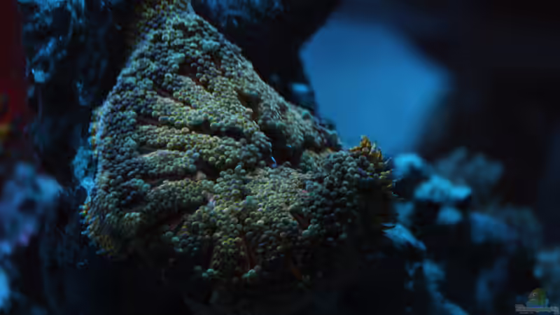 Stichodactyla sp 01 von OperatorD (14)