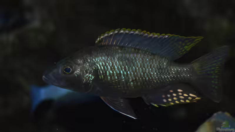Einrichtungsbeispiele für Stigmatochromis melanchros (sp. tolae)