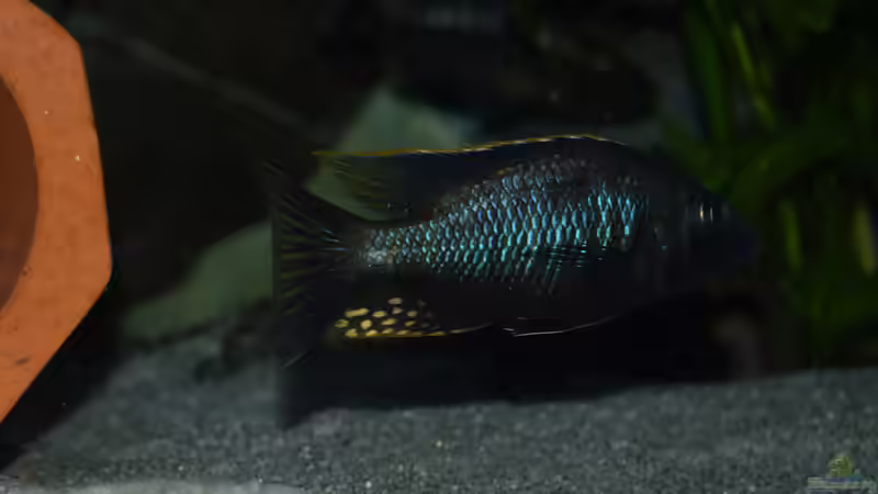 Einrichtungsbeispiele für Aquarien mit Stigmatochromis