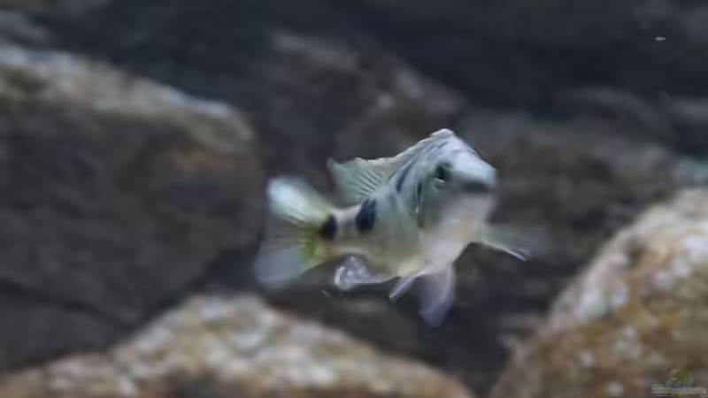 Stigmatochromis melanchros Jungfisch von Tom (20)