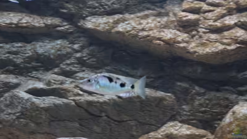 Einrichtungsbeispiele für Aquarien mit Stigmatochromis