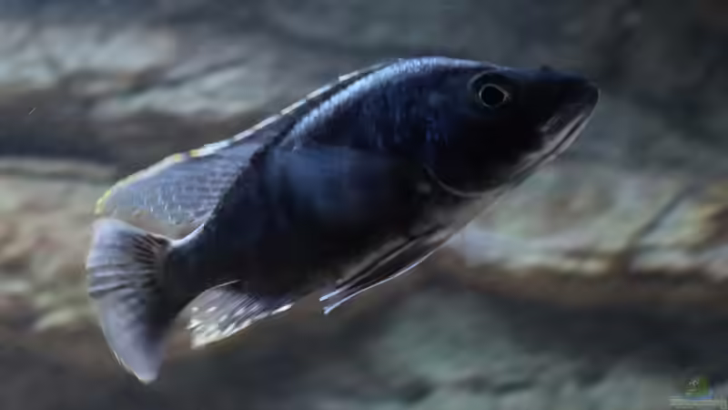 Stigmatochromis melanchros m von Tom (28)