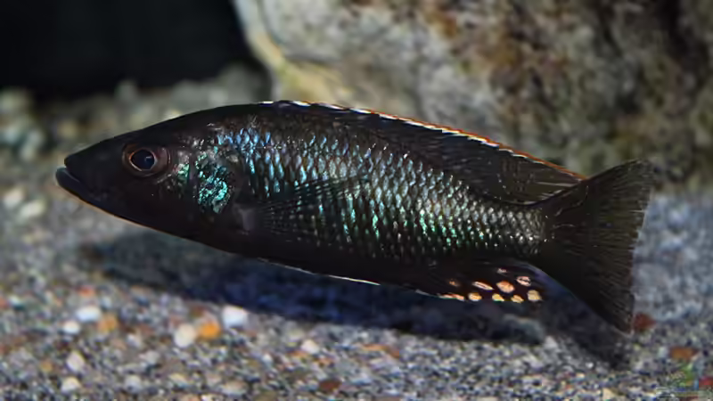 Stigmatochromis melanchros Männchen von marxbre (65)