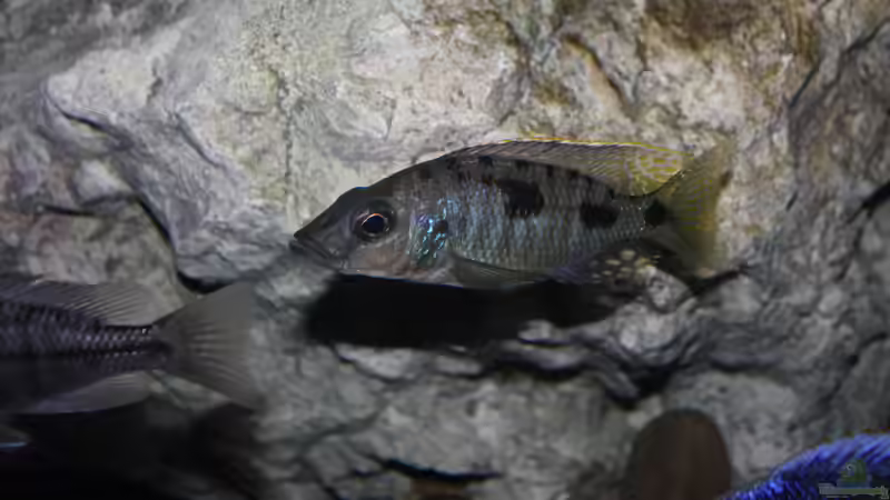 Stigmatochromis melanchros (tolae) male von StevenS (49)