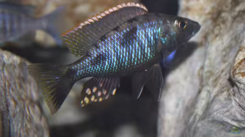 Stigmatochromis melanchros (tolae) von StevenS (41)