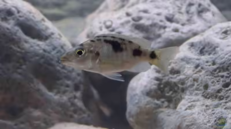 Stigmatochromis melanchros von Tom (12)