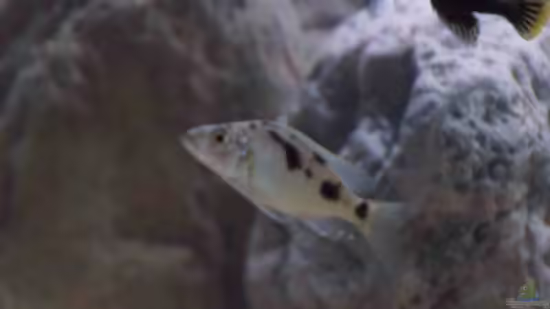 Stigmatochromis melanchros von Tom (14)