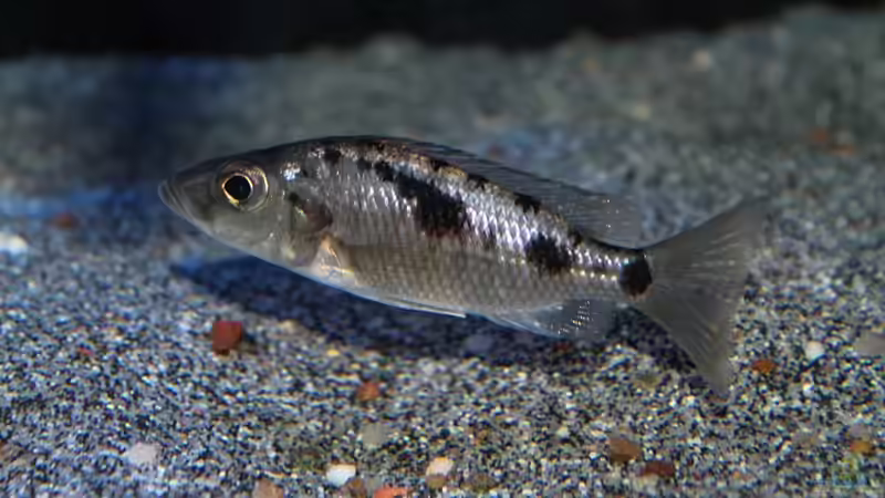 Einrichtungsbeispiele für Stigmatochromis melanchros (sp. tolae)