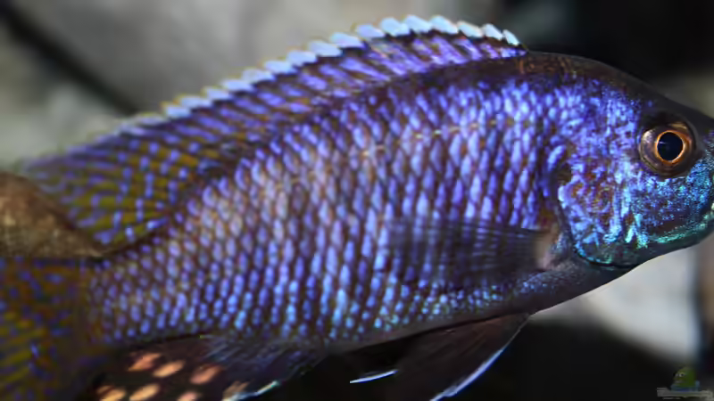 Stigmatochromis Modestus eastern von Swenni (60)