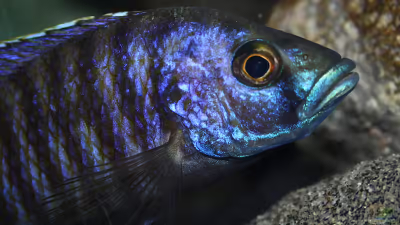 Stigmatochromis Modestus eastern von Swenni (62)