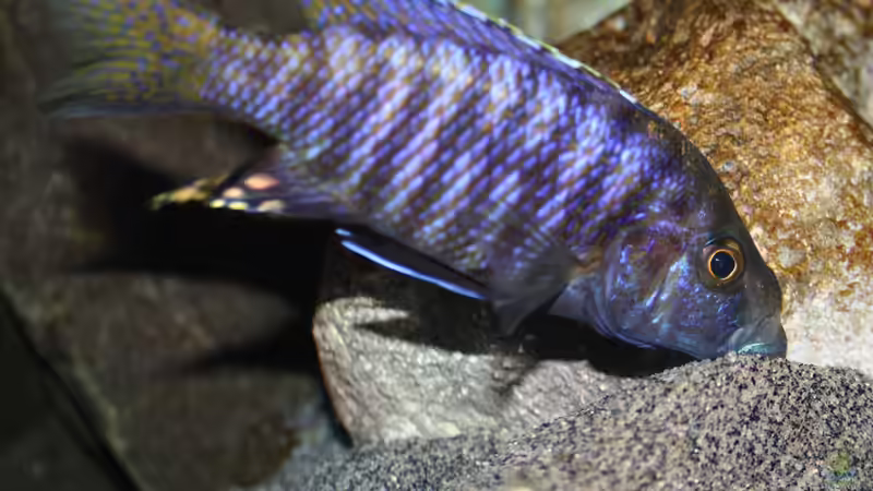 Einrichtungsbeispiele für Stigmatochromis modestus